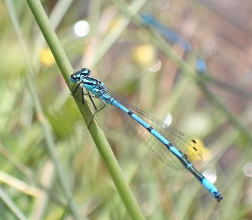 Coenagrion puella
